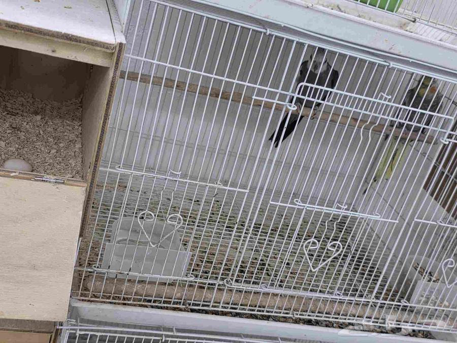 كروانات للبيع64393721605249111