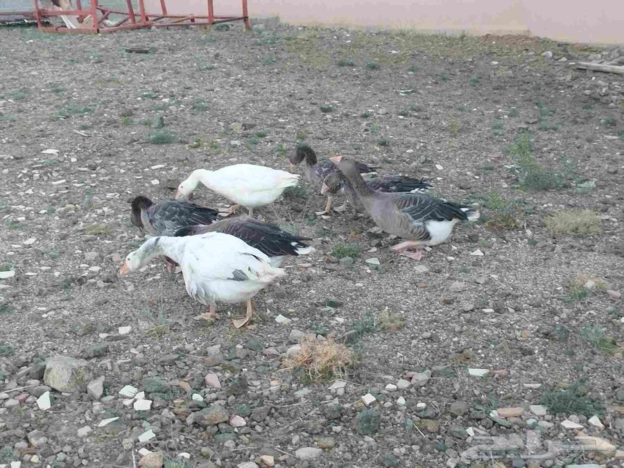 أوز الأنسر Anser anser أو الأوز الرمادي greylag goose64394607056385110