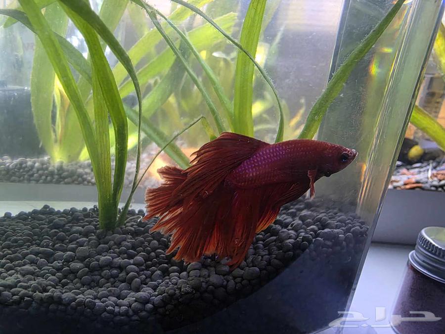 Zakir Faiter Full Moon64398967022594110