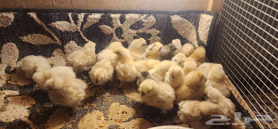 صيصان قطني فاخر64401299925250111