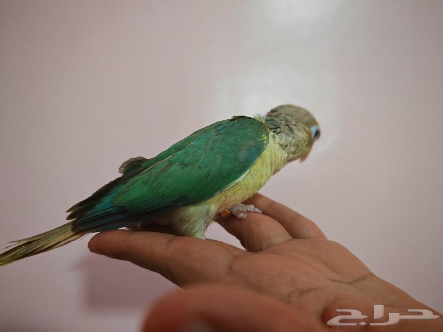 لأصحاب النوادر الطفرات المميزة فروخ كنيور64395713994369114