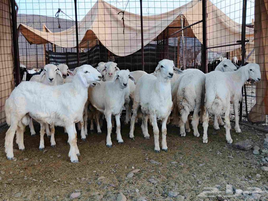 Premium fat-tailed lambs, closed fat, suitable for elite male projects number 1664399926407425110