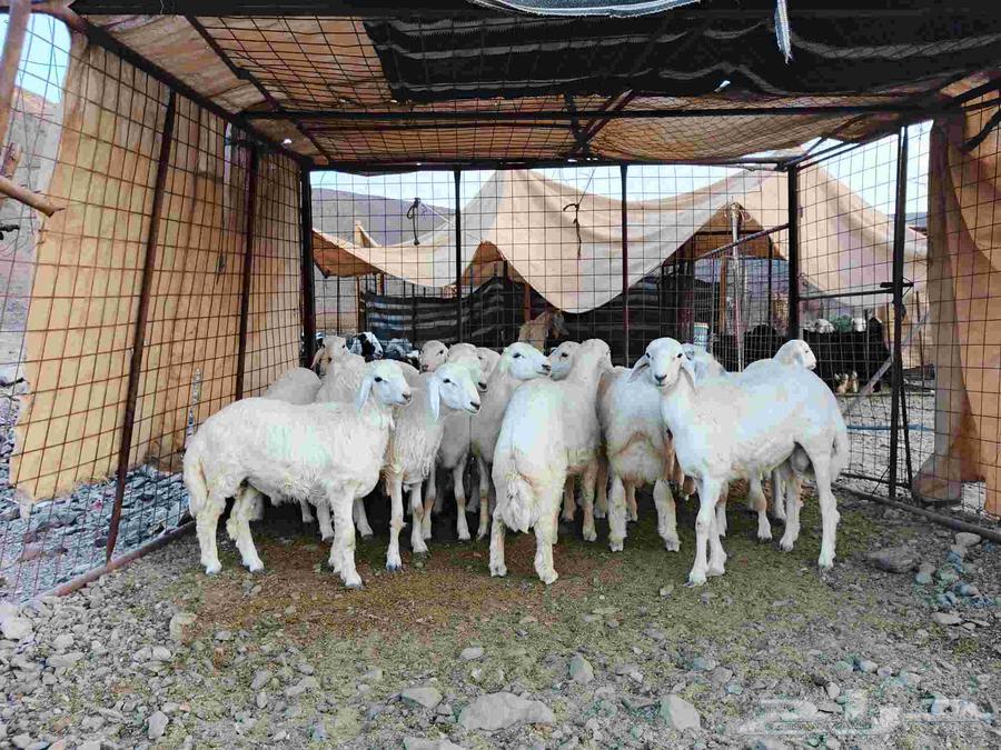 Premium fat-tailed lambs, closed fat, suitable for elite male projects number 1664399926407425112