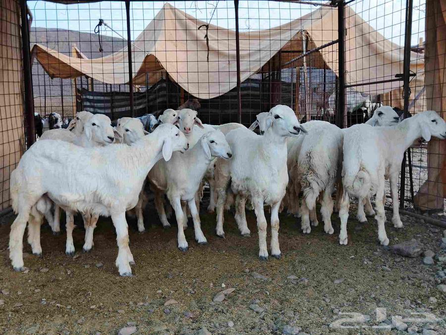 Premium fat-tailed lambs, closed fat, suitable for elite male projects number 1664399926407425113