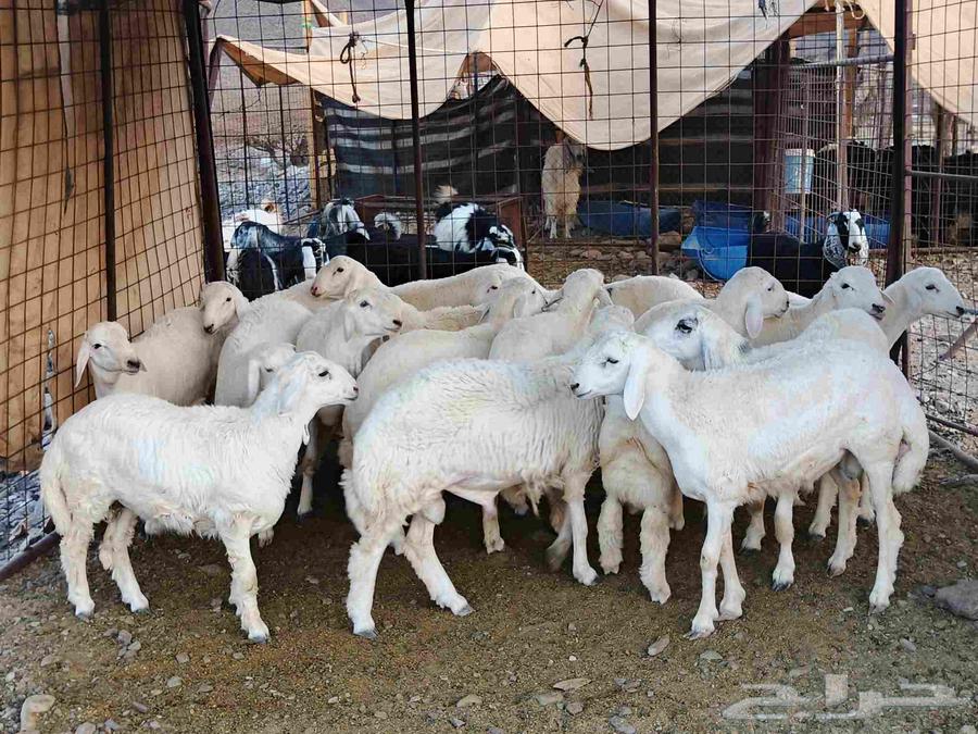 Premium fat-tailed lambs, closed fat, suitable for elite male projects number 1664399926407425111