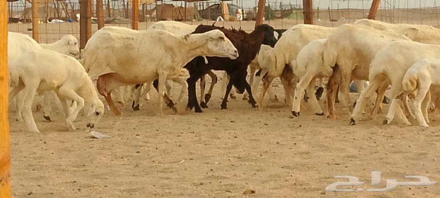 优质待售绵羊64397963196547113