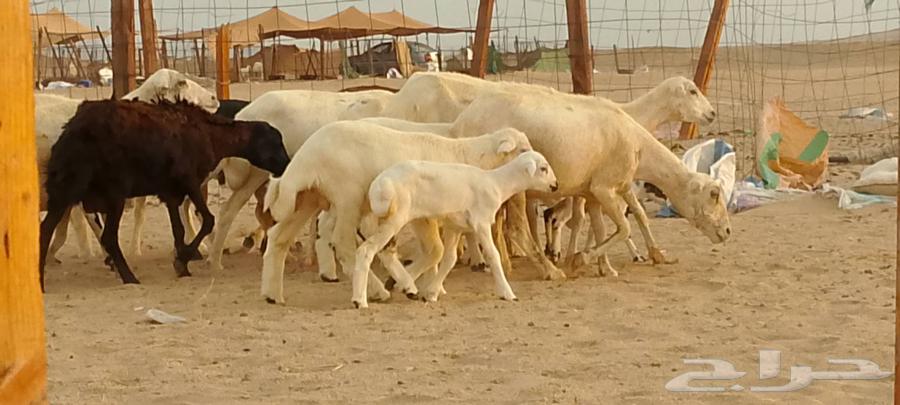 优质待售绵羊64397963196547111