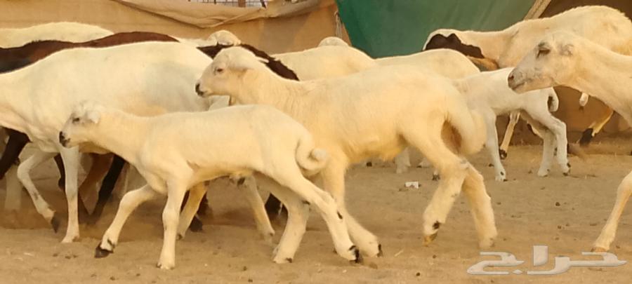 优质待售绵羊64397963196547112