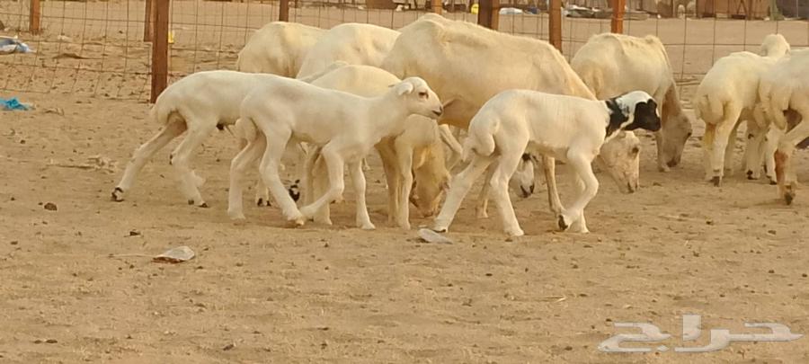 优质待售绵羊64397963196547114