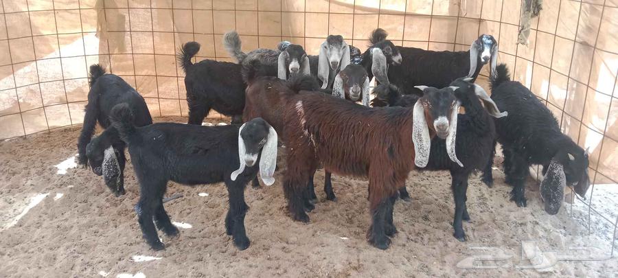 معزا للبيع64398214962946114