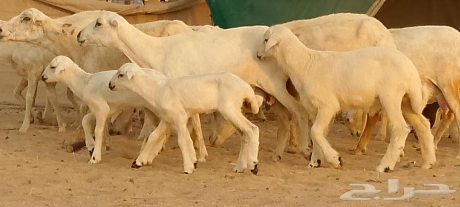 优质待售绵羊64397963196547110