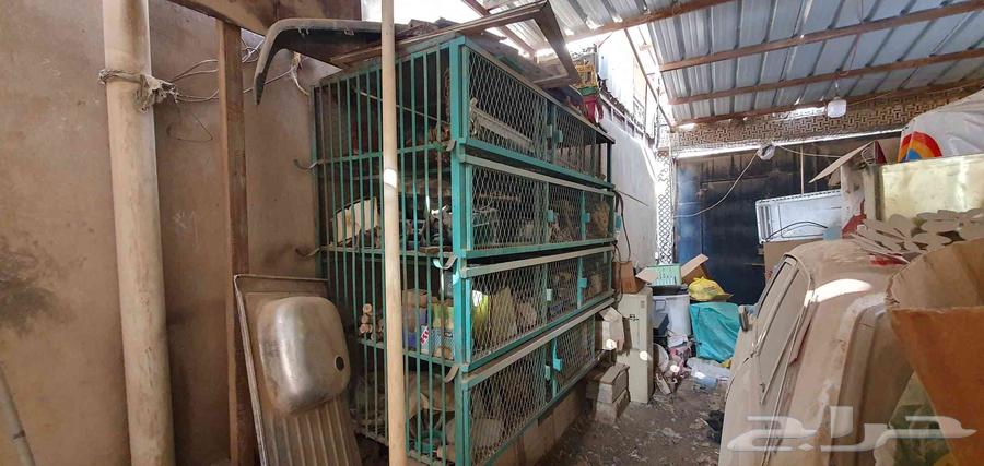 قفصان طيور نظيفة64396741534978110