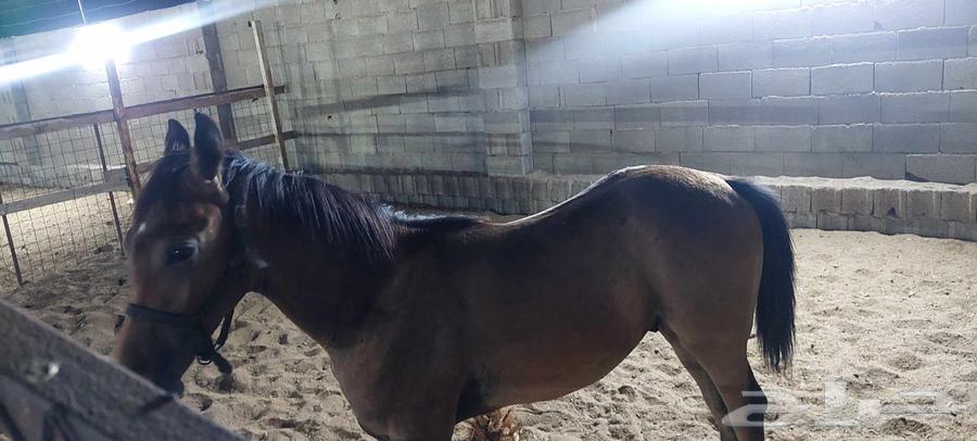 مهر شعبي للبيع64399912409217114