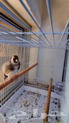 حسون كبيس على شرط64398409624067110