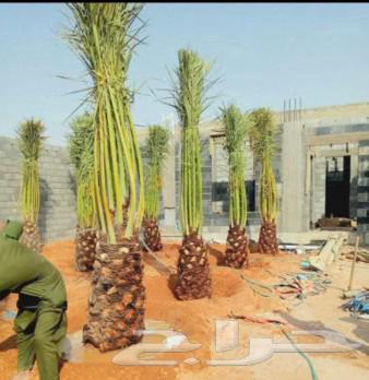 Palm trees for sale, fruit-bearing palm trees, Nakhil, Juthayth, Khalas, Sukkari, Saffi, Barhi, Shishi, Salaj64398520604546111