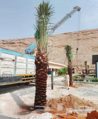 Palm trees for sale, fruit-bearing palm trees, Nakhil, Juthayth, Khalas, Sukkari, Saffi, Barhi, Shishi, Salaj64398520604546114