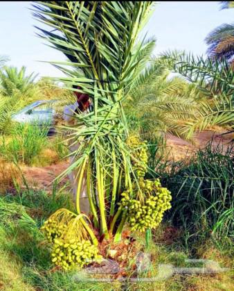 Palm trees for sale, fruit-bearing palm trees, Nakhil, Juthayth, Khalas, Sukkari, Saffi, Barhi, Shishi, Salaj64398520604546113