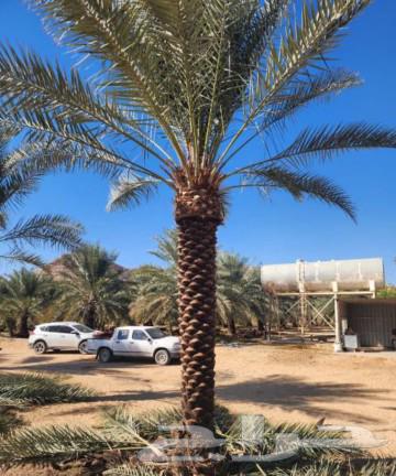 Palm trees for sale, fruit-bearing palm trees, Nakhil, Juthayth, Khalas, Sukkari, Saffi, Barhi, Shishi, Salaj64398520604546110