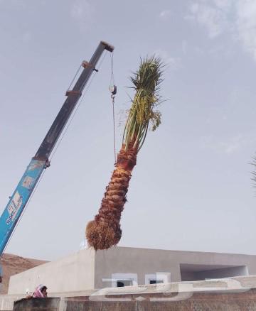Palm trees for sale, fruit-bearing palm trees, Nakhil, Juthayth, Khalas, Sukkari, Saffi, Barhi, Shishi, Salaj64398520604546112