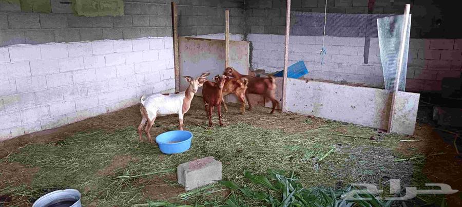 غنم للبيع64400314371586110