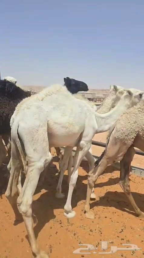 حشو تربيه قعدان مفاريد64398298520321112