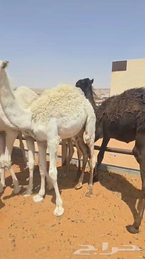 حشو تربيه قعدان مفاريد64398298520321111