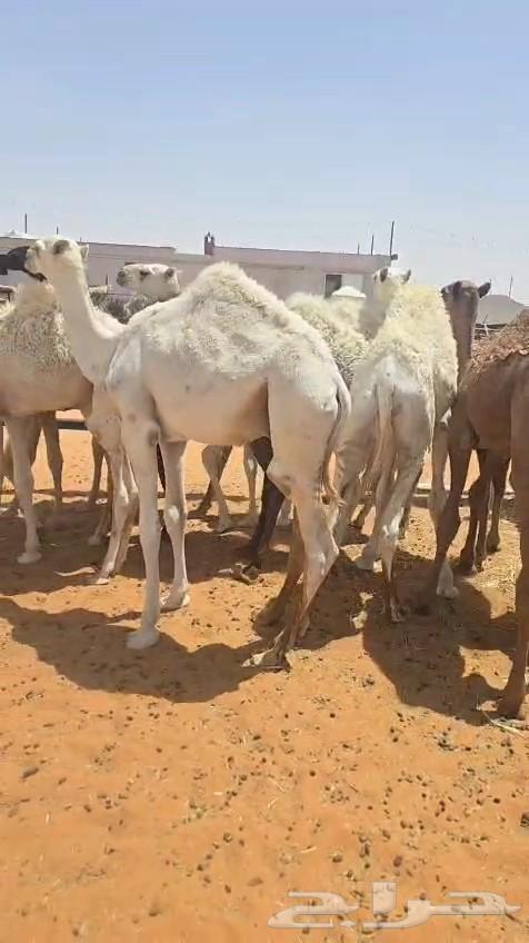 حشو تربيه قعدان مفاريد64398298520321110