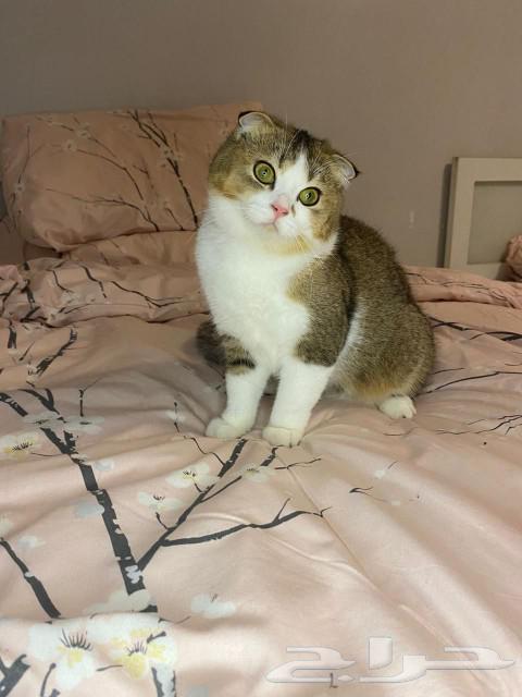 قطط للبيع سكوتش64399828741635112