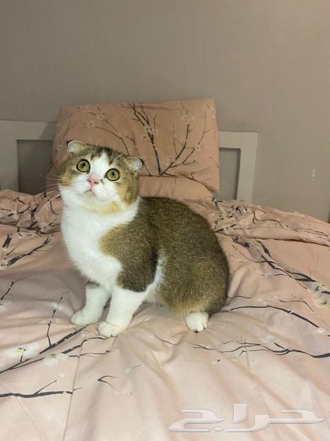 قطط للبيع سكوتش64399828741635110