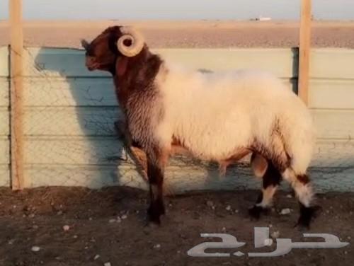 للبيع فحل نعيم ثني خصم64398617293827110