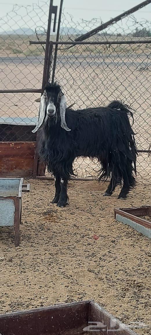 تيس عارضي للبيع64401133365634112