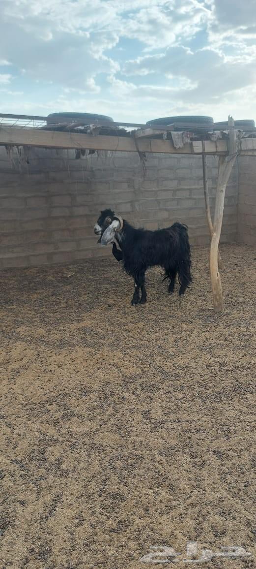 تيس عارضي للبيع64401133365634111