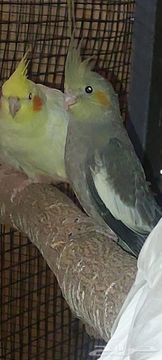 طيور كوكتيل او كروان64395587037953111