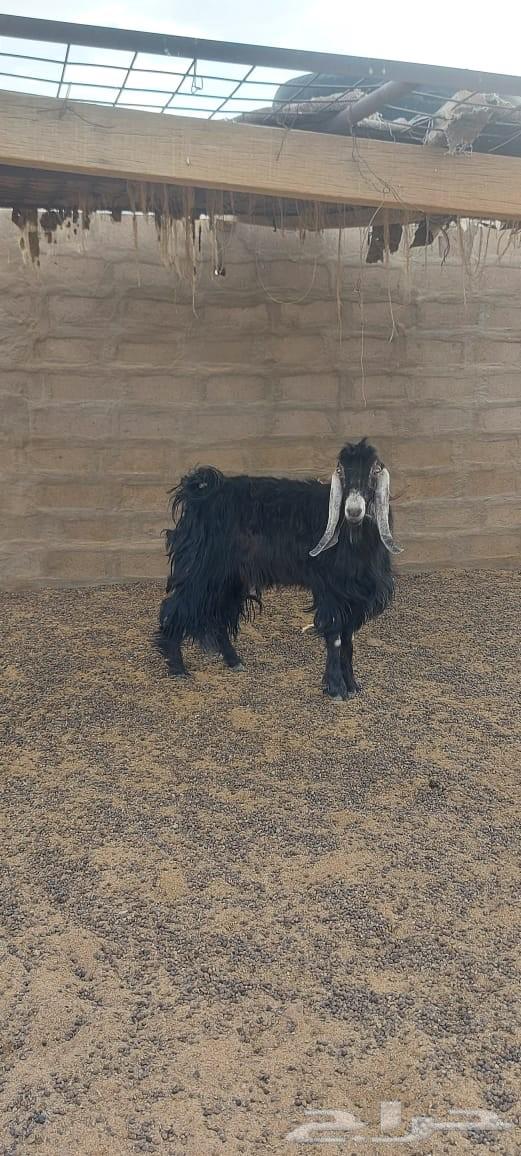 تيس عارضي للبيع64401133365634113