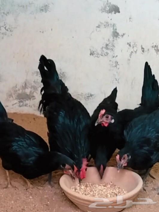 طقم دجاج عربي أسود صك64395992815235110