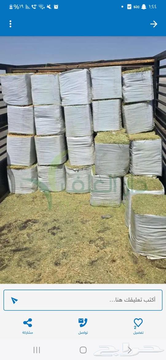 برسيم الراعي المصري64395812017537110