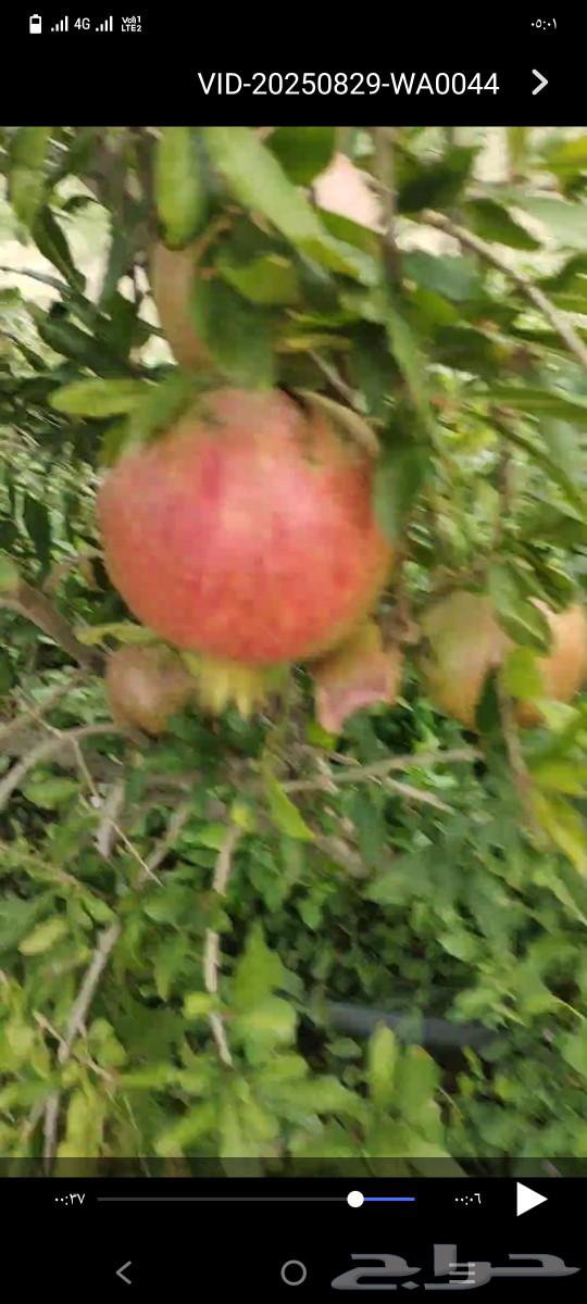 رمان حالي مع التوصيل ابها والخميس64394345056898110