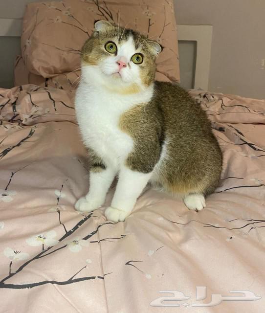 قطط للبيع سكوتش64399828741635111