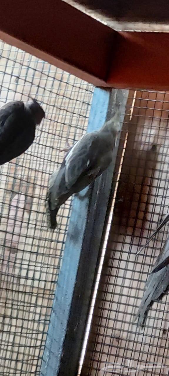 طيور كوكتيل او كروان64395587037953114