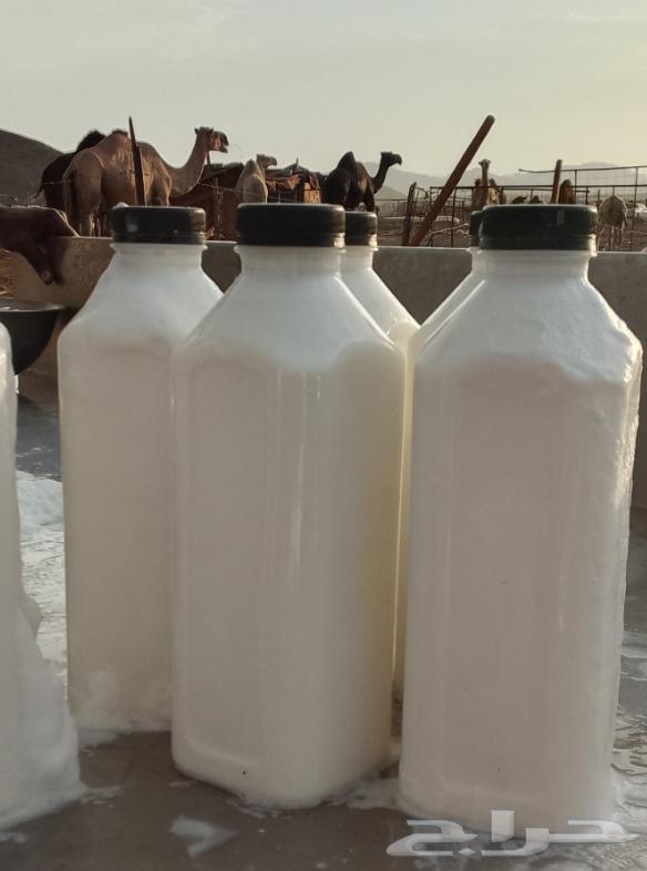 Fresh and Natural Camel Milk (Free Delivery)64401188988034110