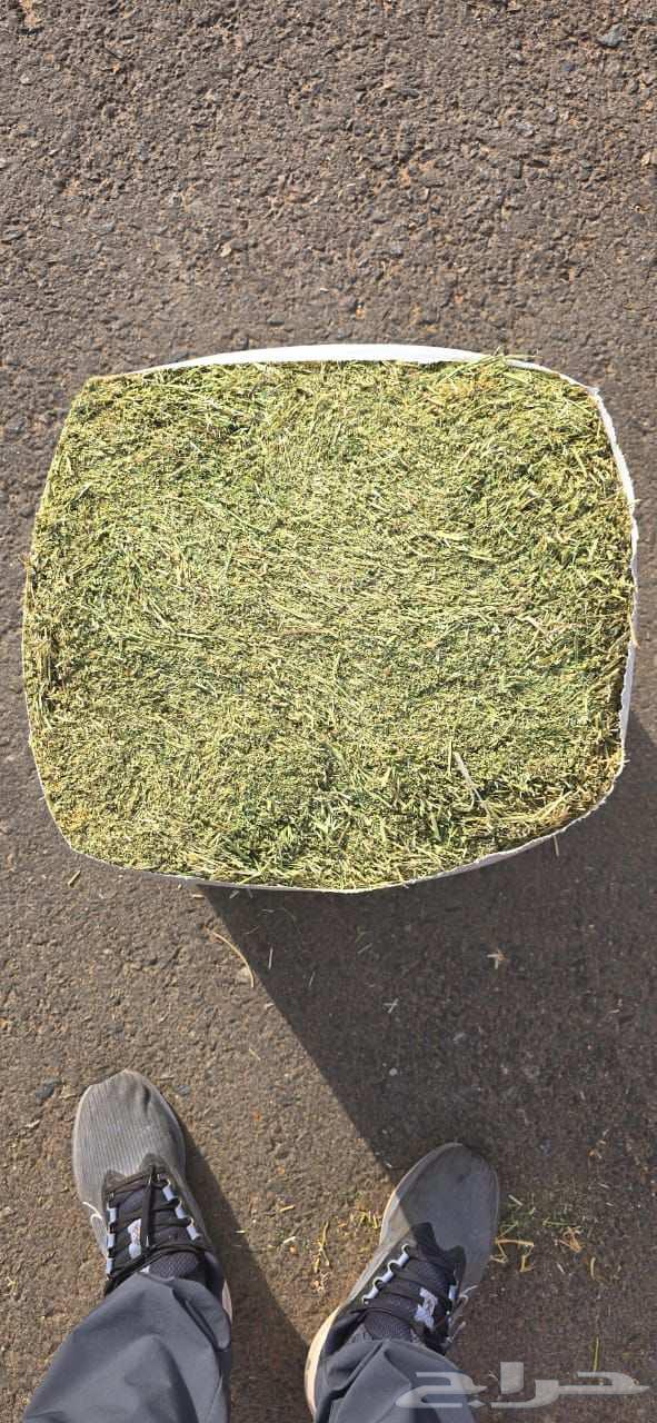 برسيم الراعي المصري64395812017537114