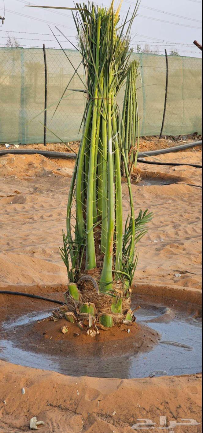 Fruit-bearing date palms for sale: Khalas, Barhi, Hilali, Sukkari, Ruthana, Majdool, Dakhini64397519911810111