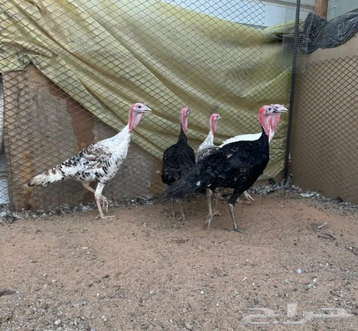 دجاج رومي وديكه64396755584002111