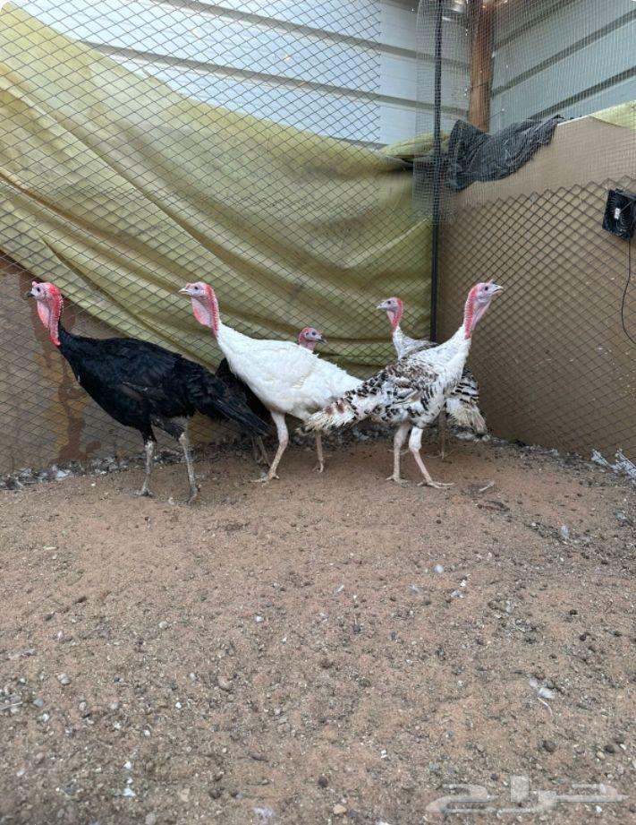 دجاج رومي وديكه64396755584002110