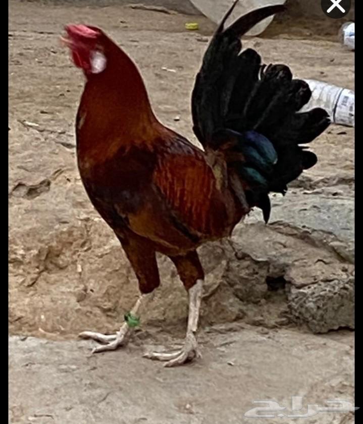 ديوك بلدي للبيع64397255947523114