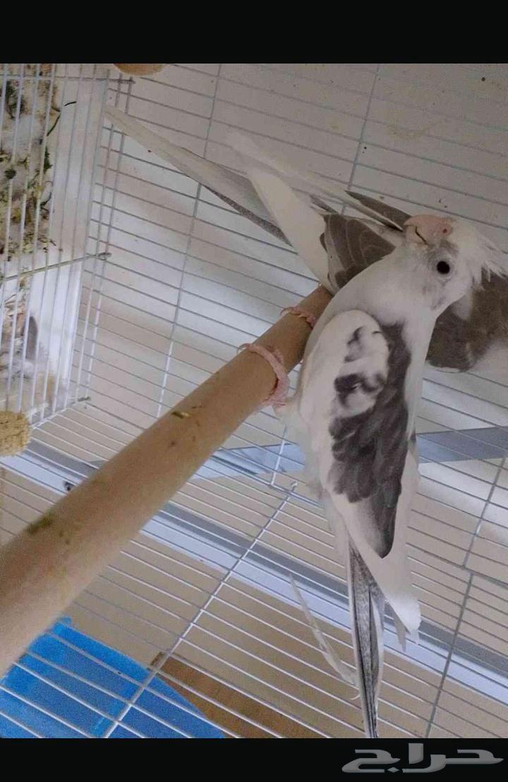 ذكر كروان وايت فيس بايد64390124091265111