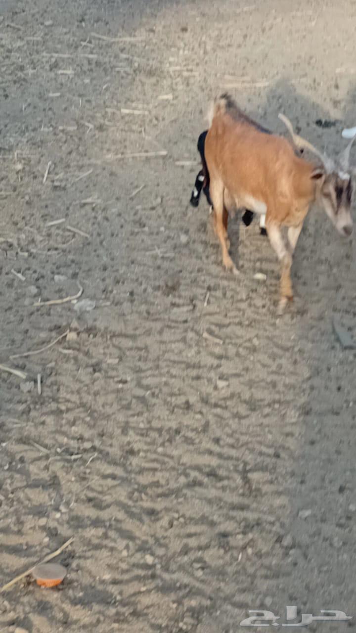 عنز كفو دافع64388935878913112