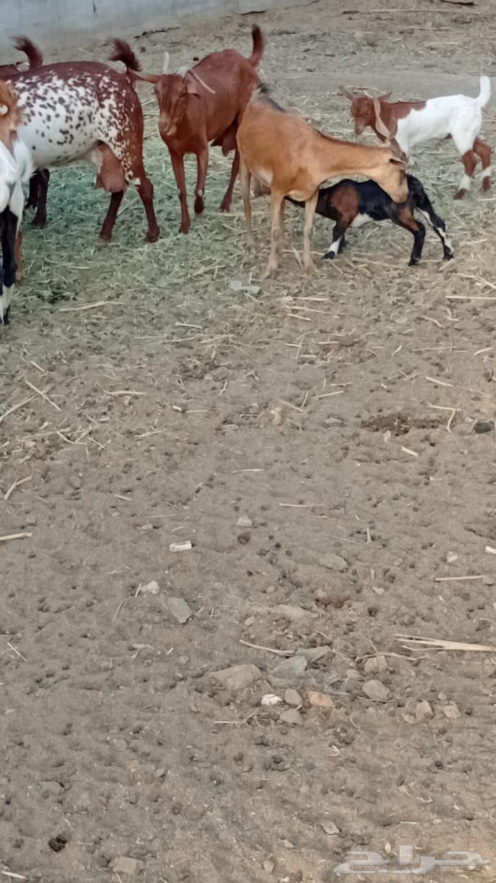 عنز كفو دافع64388935878913111