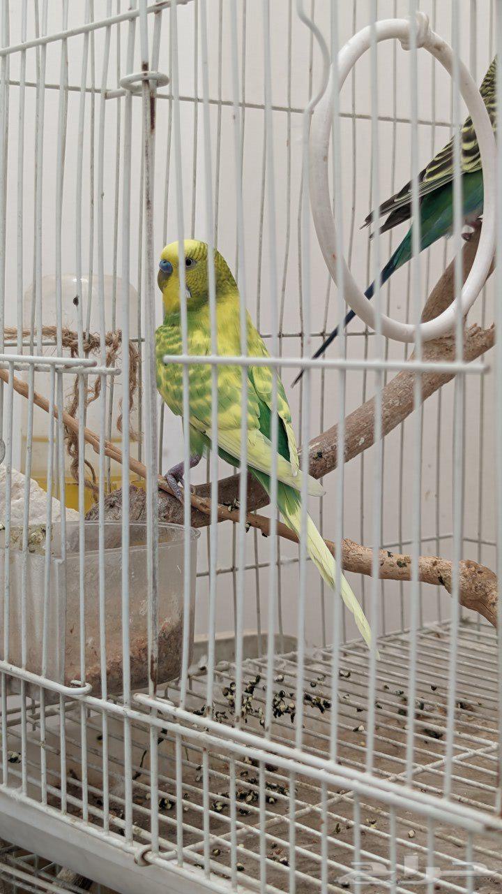 للبيع طيور الحب جوز64395881634947111