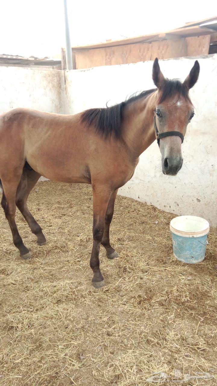 مهر شعبي للبيع64399912409217110